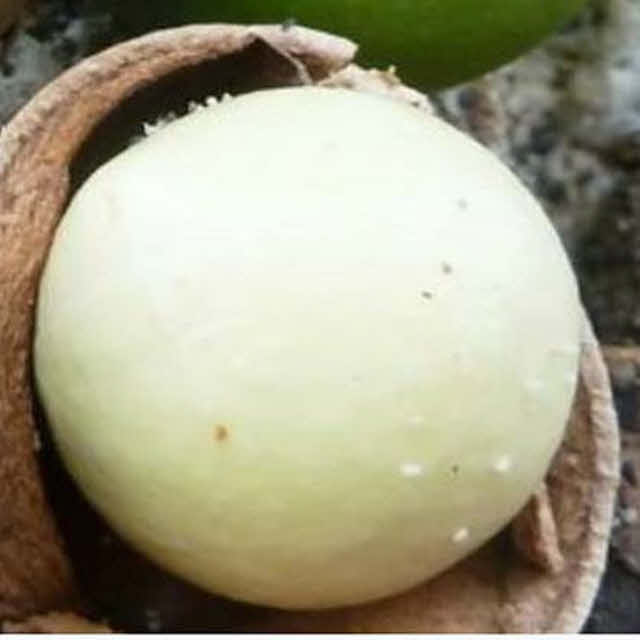 Tamanu-öl