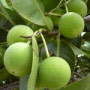 Tamanu