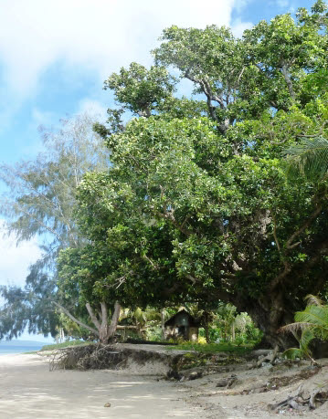 Oceania