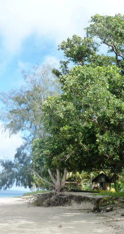Tamanu