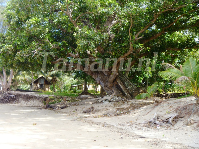 Tamanu Baum